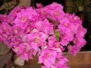 Бугенвилия кичеста розова малка (Bougainvillea)