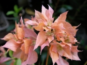 Бугенвилия, кремаво, оранжево, кичеста (Bougainvillea)