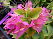 Бугенвилия Мини Тай (Bougainvillea Mini Thai)
