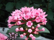 Бувардия (Bouvardia)