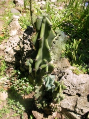 Цереус, голям (Cereus hildmannianus v. monstrose)