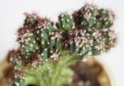 Цереус (Cereus)