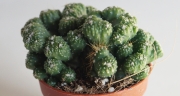 Цереус (Cereus monstrose Ming Thing)