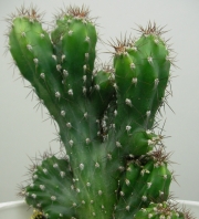 Цереус перувианус (Cereus peruvianus Monstruosus dark)