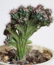 Цереус перувианус (Cereus peruvianus Monstruosus dark)