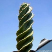 Цереус перувианус спиралис (Cereus Jamacaru Spiralis)