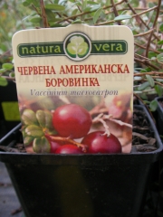 Червена американска боровинка (Vaccinium macrocarpon red star)