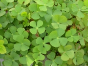 Четирилистно разковниче  Марсилея (Marsilea Quadrifolia)