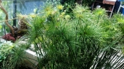 Циперус алтернифолиус, папирус, водна палма (Cyperus alternifolius, papyrus)