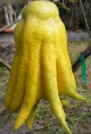 Цитрус, Ръката на Буда (Citrus medica var sarcodactylus)