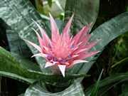 Ехмея (Aechmea)