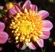 Далия (Dahlia Honey)
