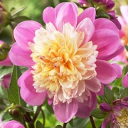 Далия (Dahlia Take Off)