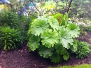 Дармера пелтата (Darmera peltata)