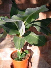Декоративен Банан (Musa Banana)
