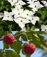 Декоративен дрян (Cornus Kousa)