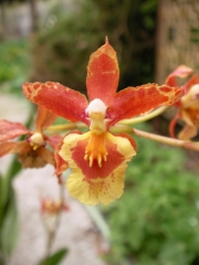 Онцидиум (Oncidium)