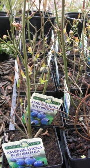 Американска боровинка (Vaccinium)