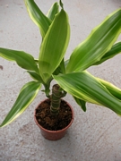 Драцена (Dracaena Golden)