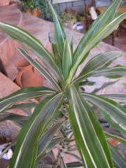 Драцена голяма (Dracaena)