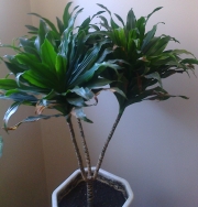 Драцена (Dracaena)