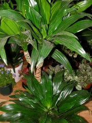 Драцена (Dracaena)