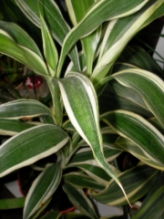 Драцена (Dracaena)