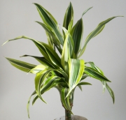 Драцена (Dracaena)