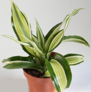 Драцена (Dracaena)