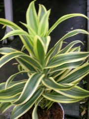 Драцена Песента на Индия (Dracaena reflexa)