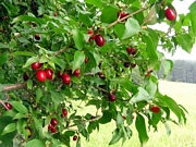 Дрян (Cornus mas)