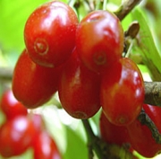 Дрян Шуменски (Cornus mas)