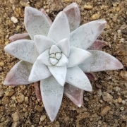 Дудлея бял гном (Dudleya white gnoma)