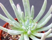 Дудлея (Dudleya virens ssp. hassei)