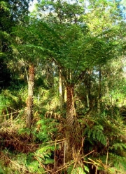 Дървовидна папрат, семена (Cyathea australis, Hardy Tree Fern)