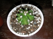 Ехиноцереус (Echinocereus)