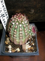 Ехиноцереус (Echinocereus viridiflorus)