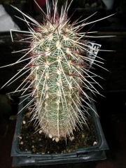 Ехиноцереус (Echinocereus Ceiridiflorus)