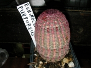 Ехиноцереус (Echinocereus purpureus)