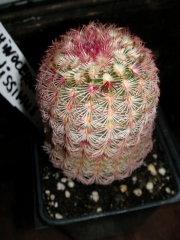 Ехиноцереус (Echinocereus rigidissimus)