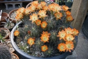 Ехиноцереус (Echinocereus triglochidiatus)