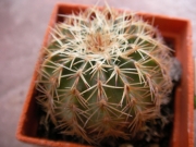 Ехиноцереус (Echinocereus websterianus)
