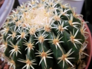 Ехинокактус (Echinocactus)