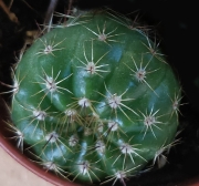 Ехинокактус грузони, Кактус Табуретката на тъщата (Echinocactus grusonii)
