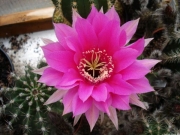 Ехинопсис  цикламен (Echinopsis torero)