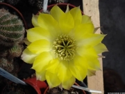 Ехинопсис лимоненожълт (Echinopsis Sonne)
