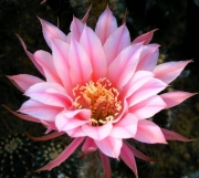 Ехинопсис (Echinopsis hybride paita)
