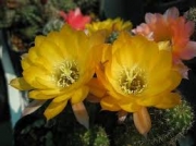 Ехинопсис златист (Echinopsis oro)