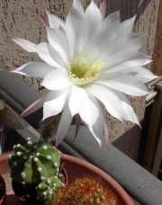 Ехинопсис (Cactus Echinopsis subdenudata Echinopsis subdenudatum Fuzzy Naval)