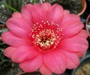 Ехинопсис, червен (Echinopsis)